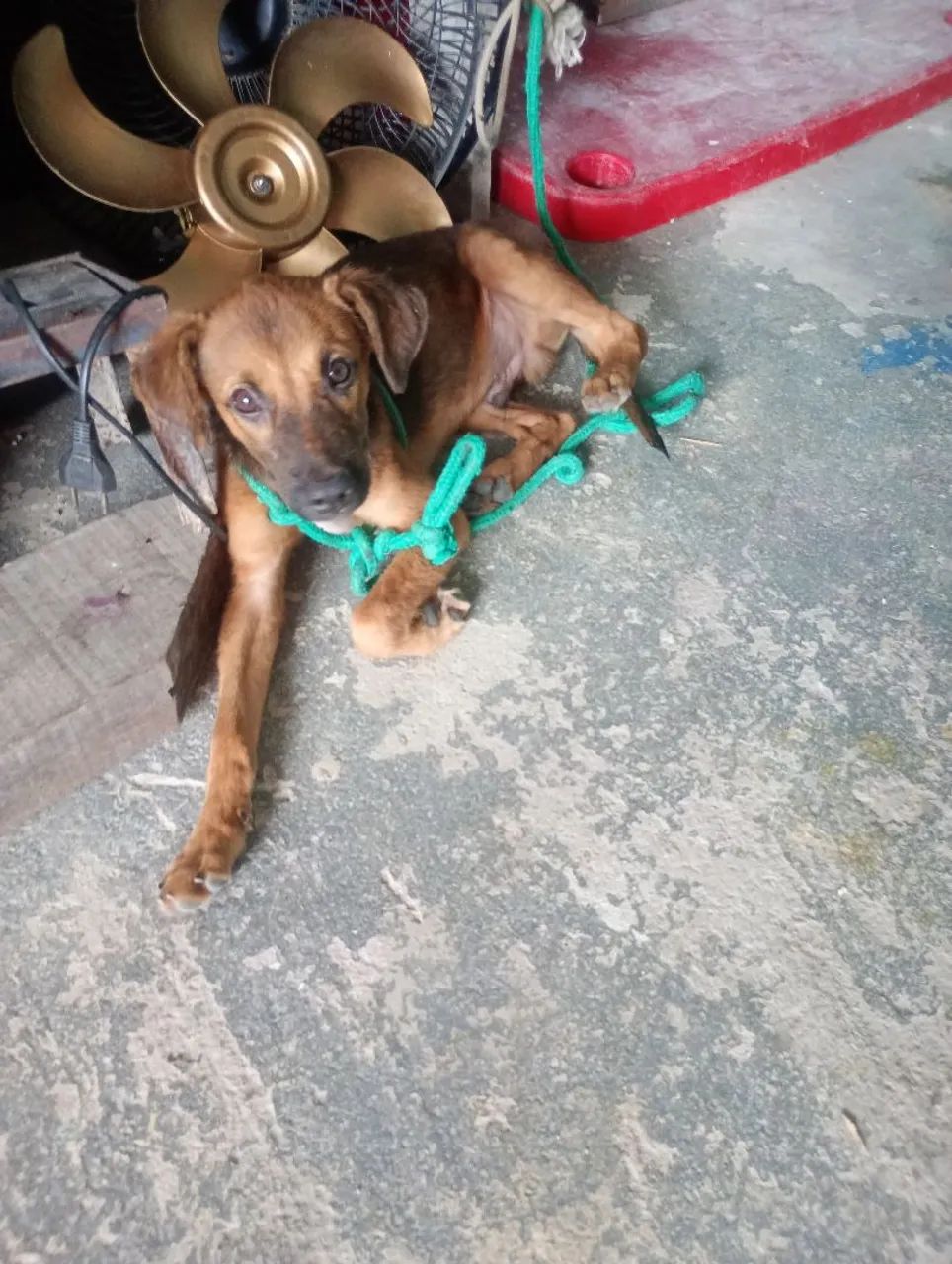 Cachorro 