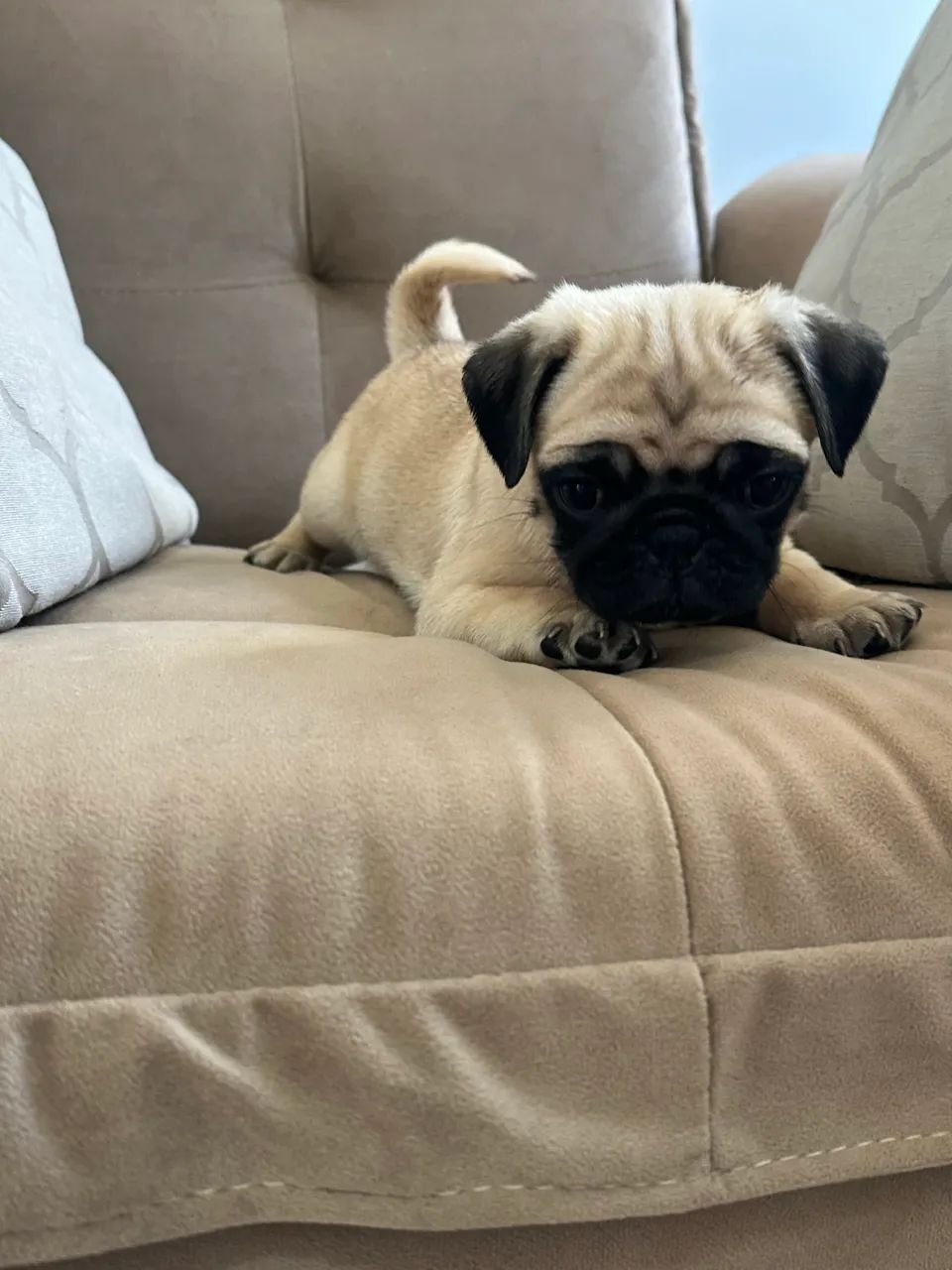 Pug Macho com Pedigree  - Foto 4