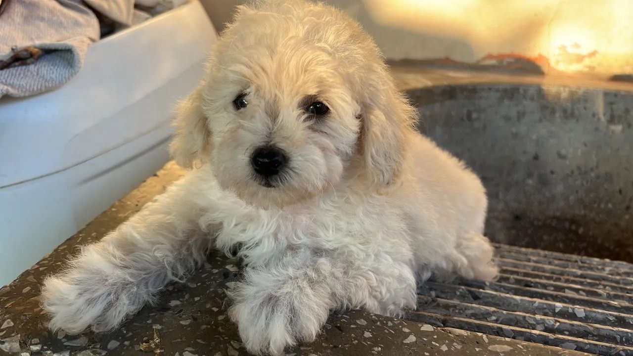 Filhotes Poodle Macho - Foto 3