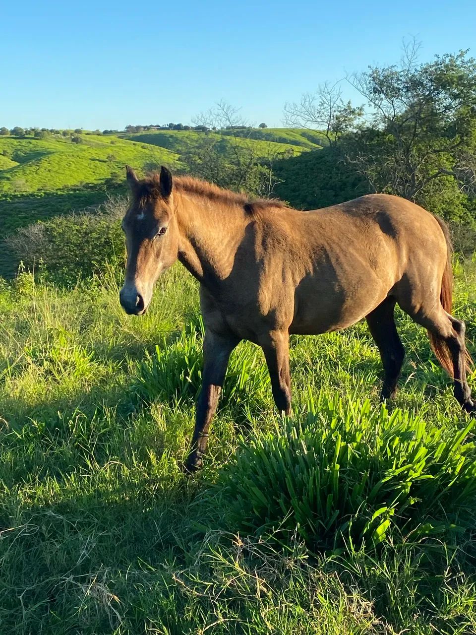Poldros a venda - Foto 4