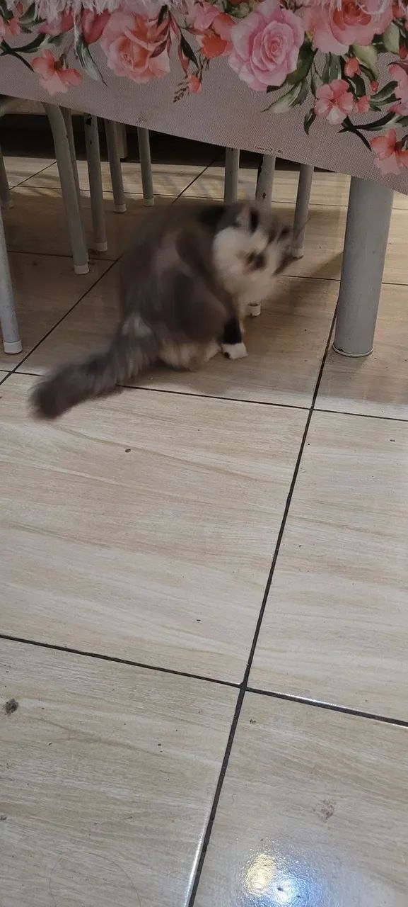 Gata persa - Foto 2
