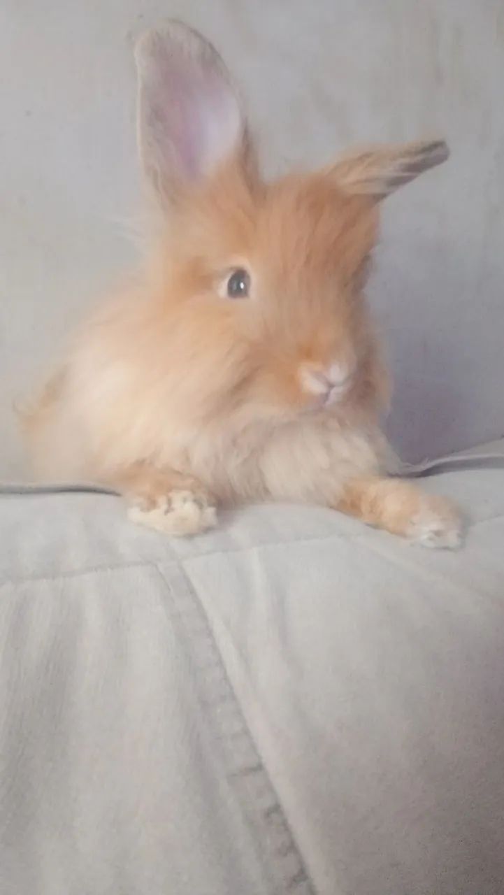 Mini Coelho ted - Foto 2