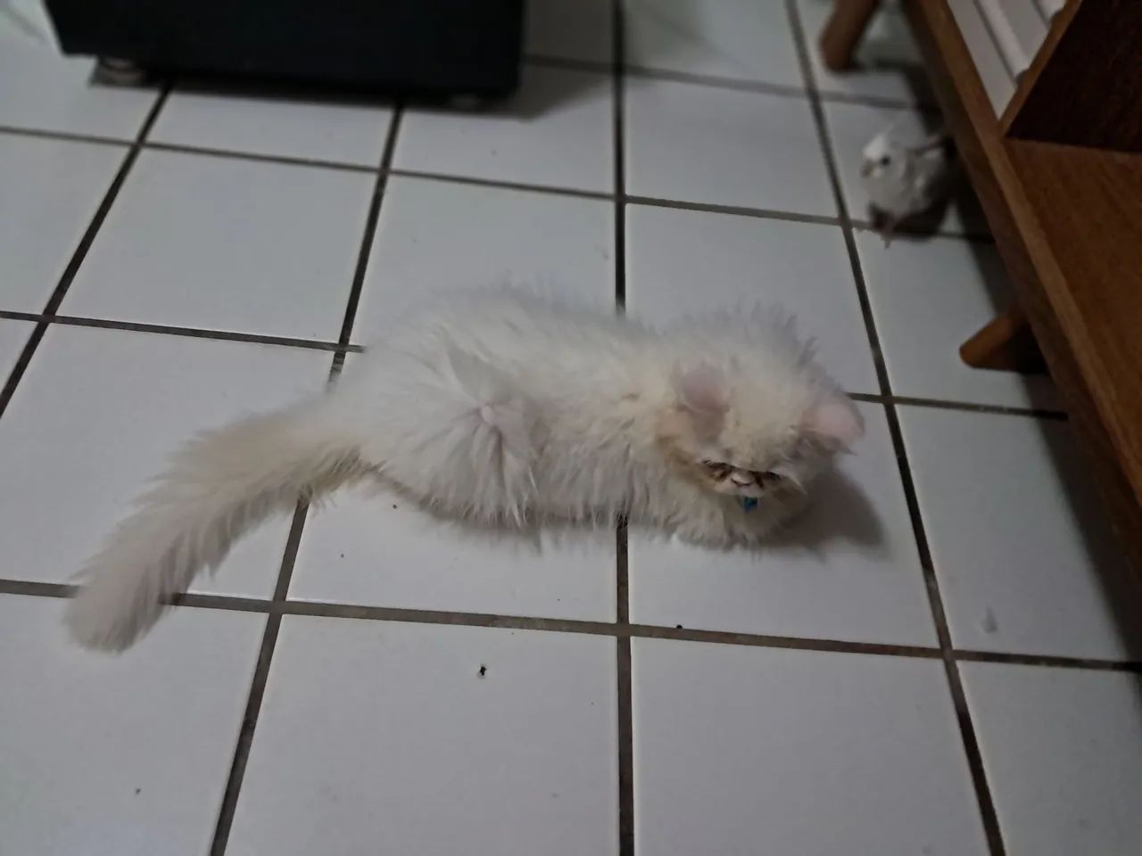 Gato persa - Foto 4