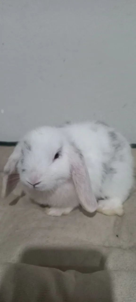 Filhotes disponíveis  - Foto 6