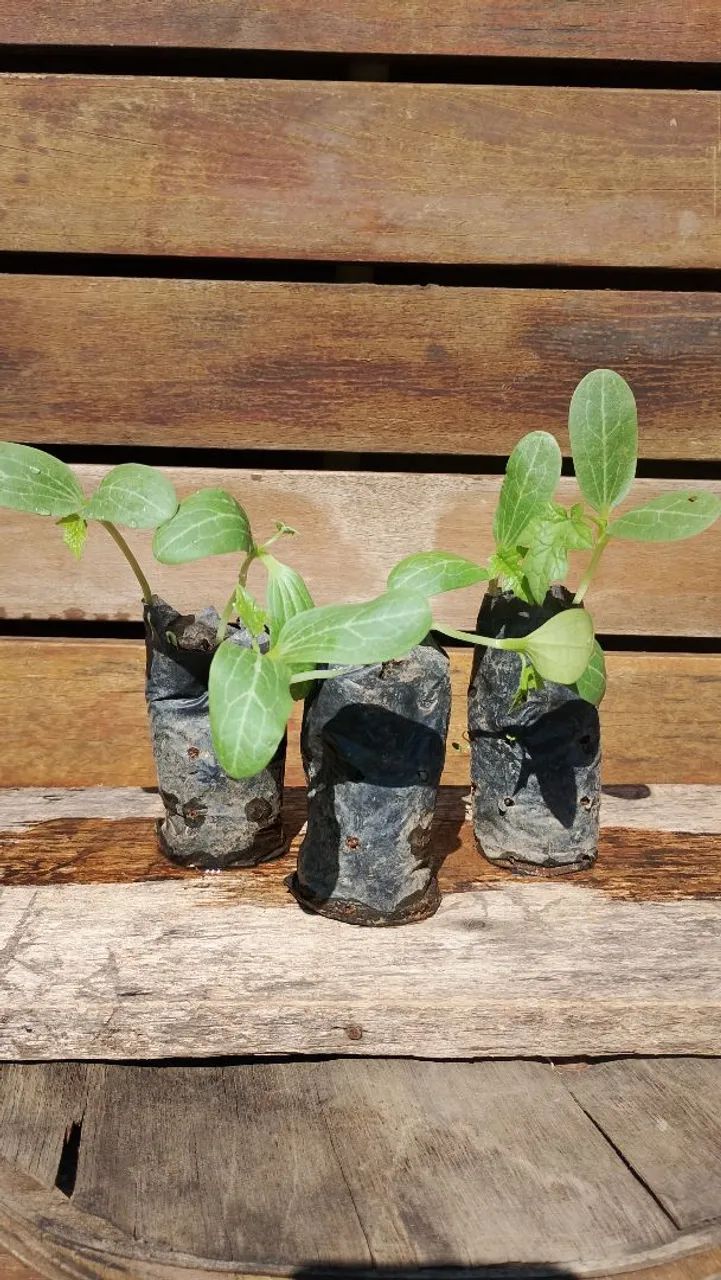 Mudas de Bucha Vegetal 