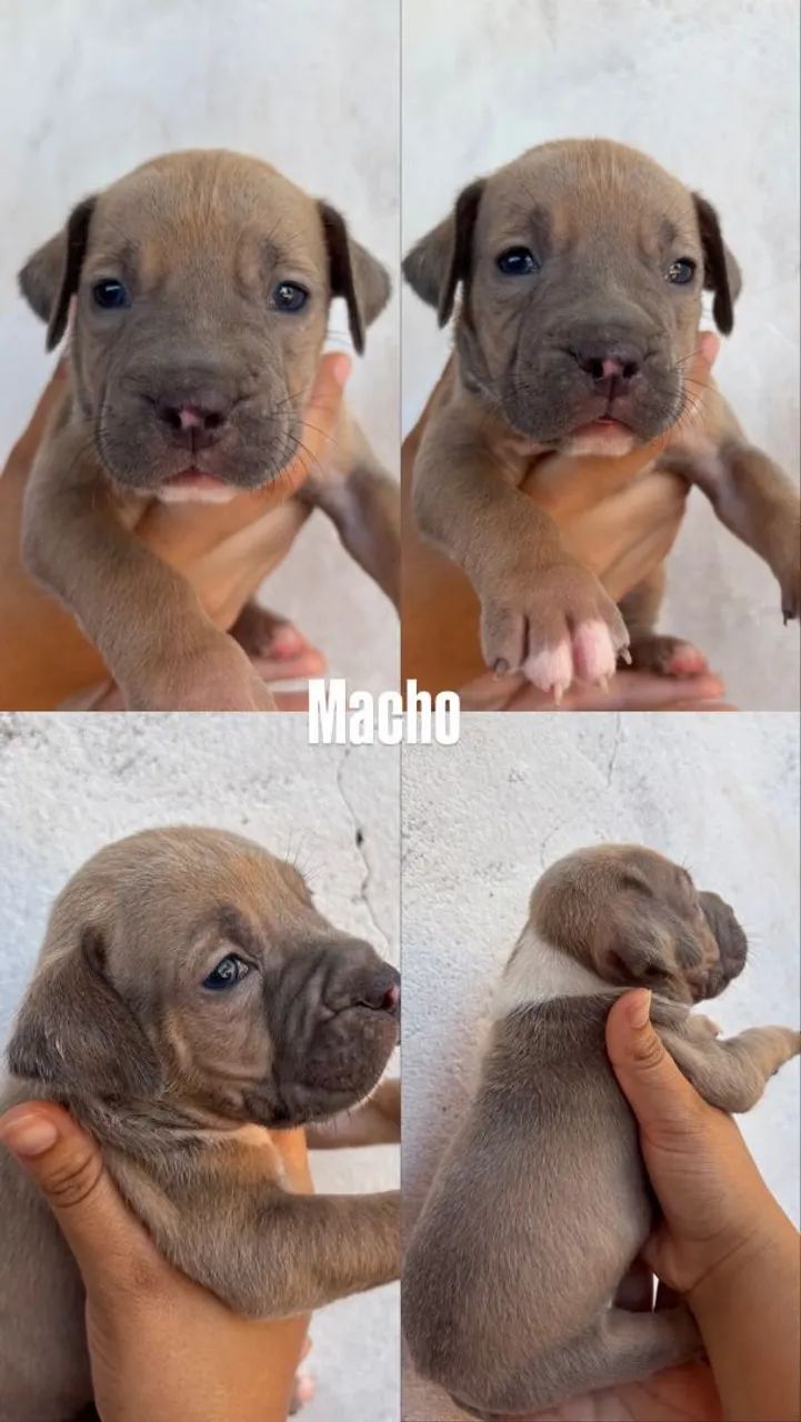 Pitbull  - Foto 2
