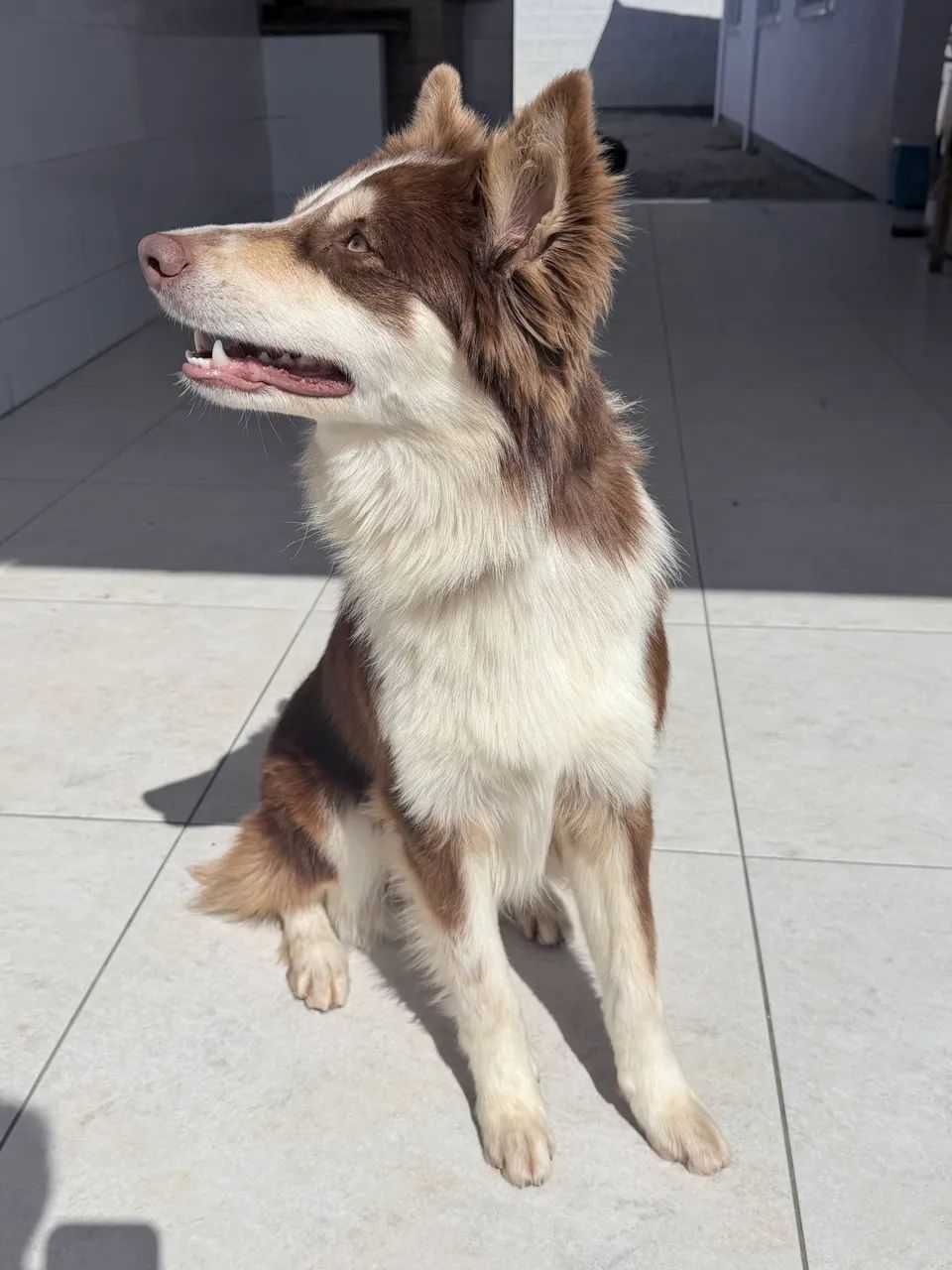 Border Collie - Foto 2