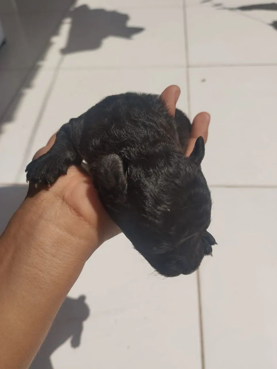 Cachorro Poodle - Foto 5