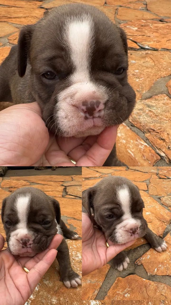 Buldogue campeiro  - Foto 3