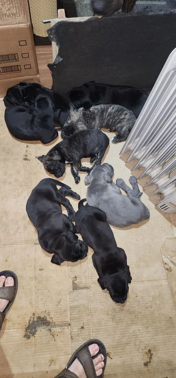 Cane corso