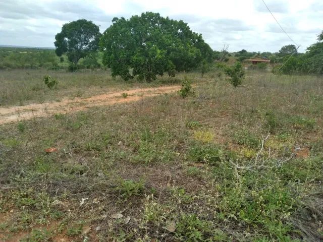 Roça de 5 tarefas com casa em Araci - Foto 5