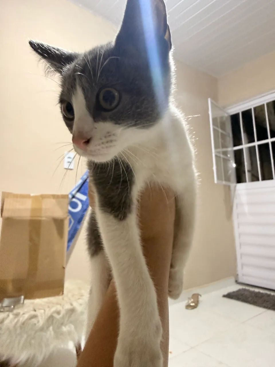 DOA-SE GATINHO  - Foto 4