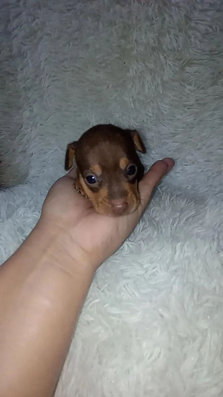 Pinscher zero chocolate ( Macho e fêmea) - Foto 2