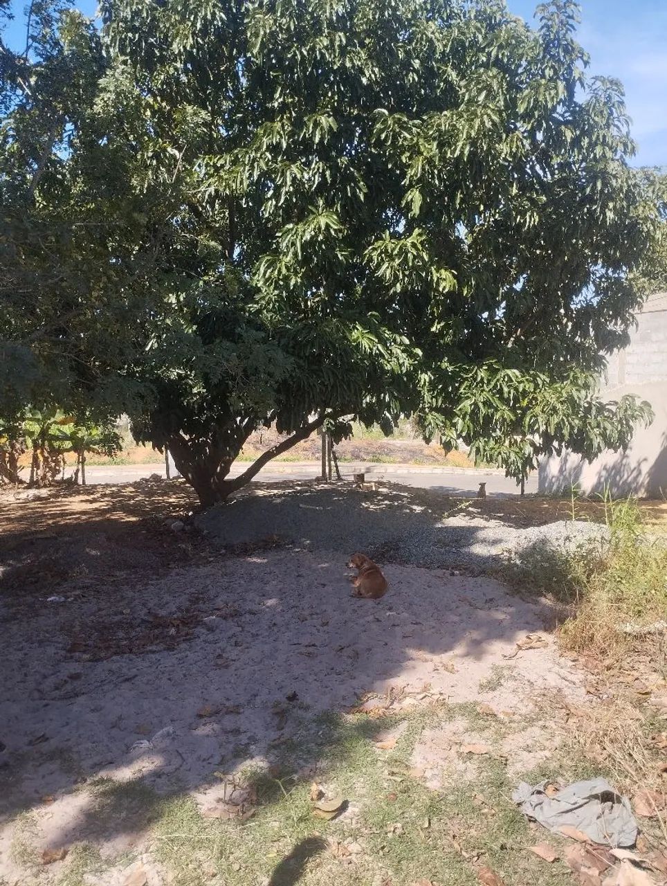 Um belo terreno  - Foto 4