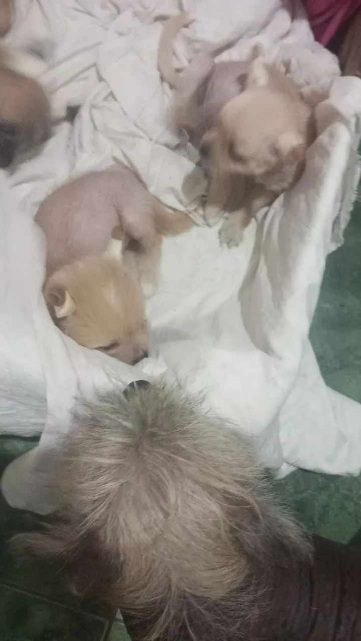 pet - Foto 2