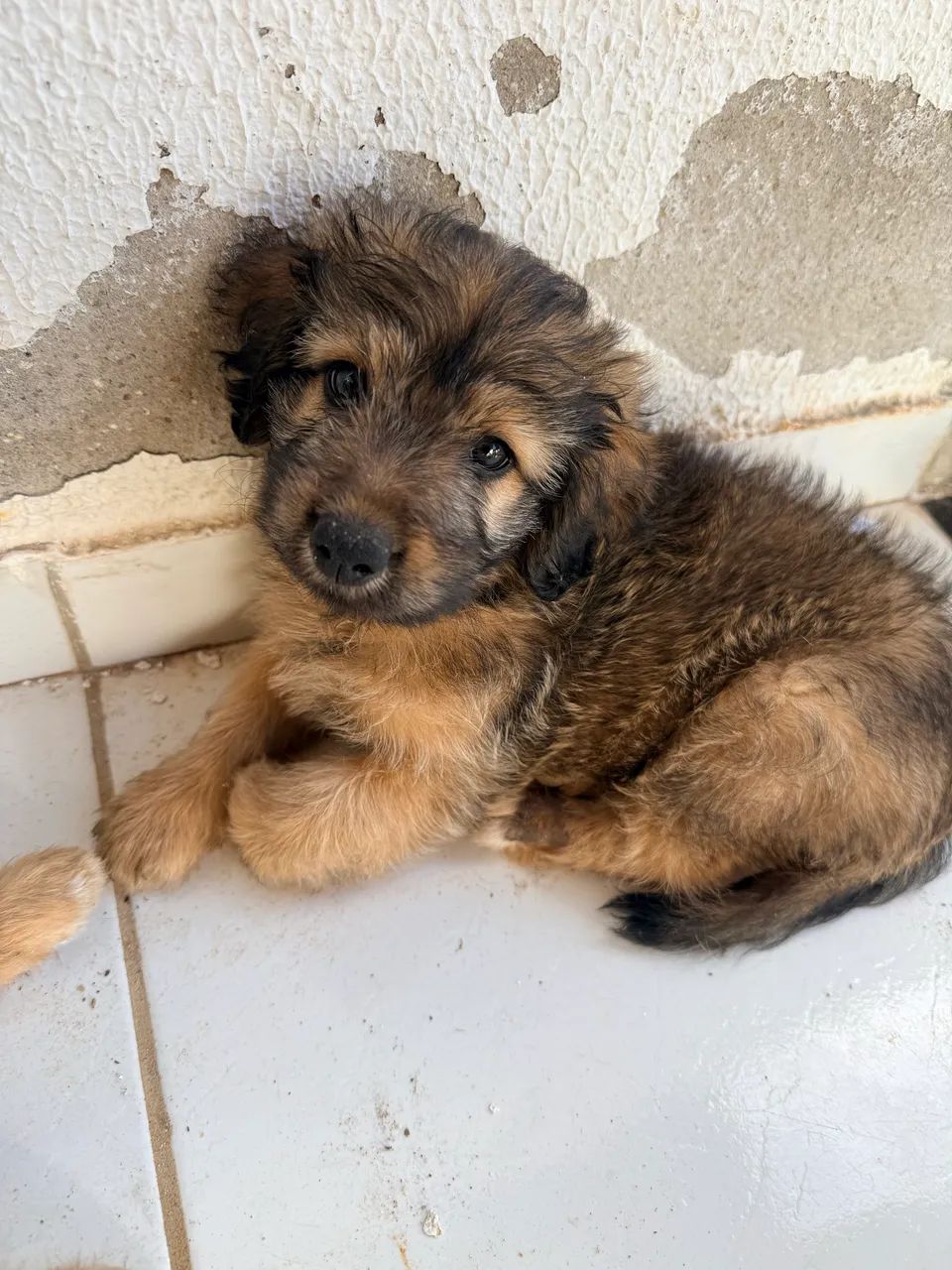 Vendo poodle com maltês  - Foto 5