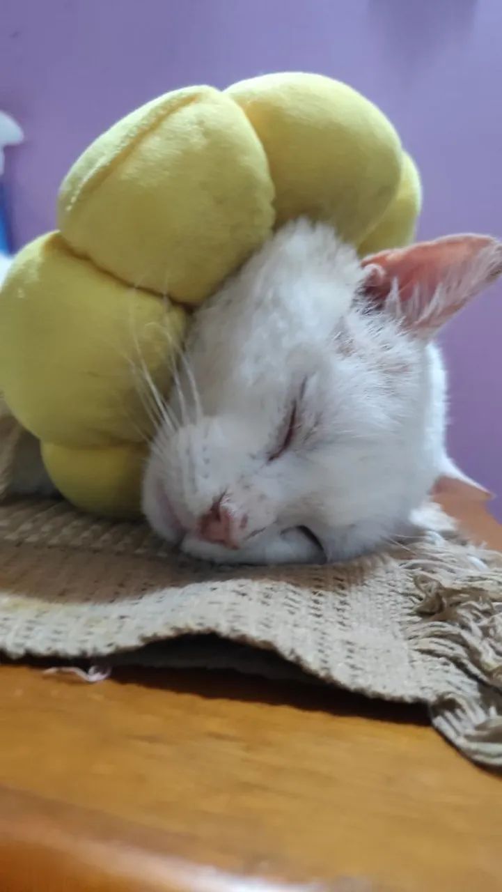 Adoção de gato - Foto 3
