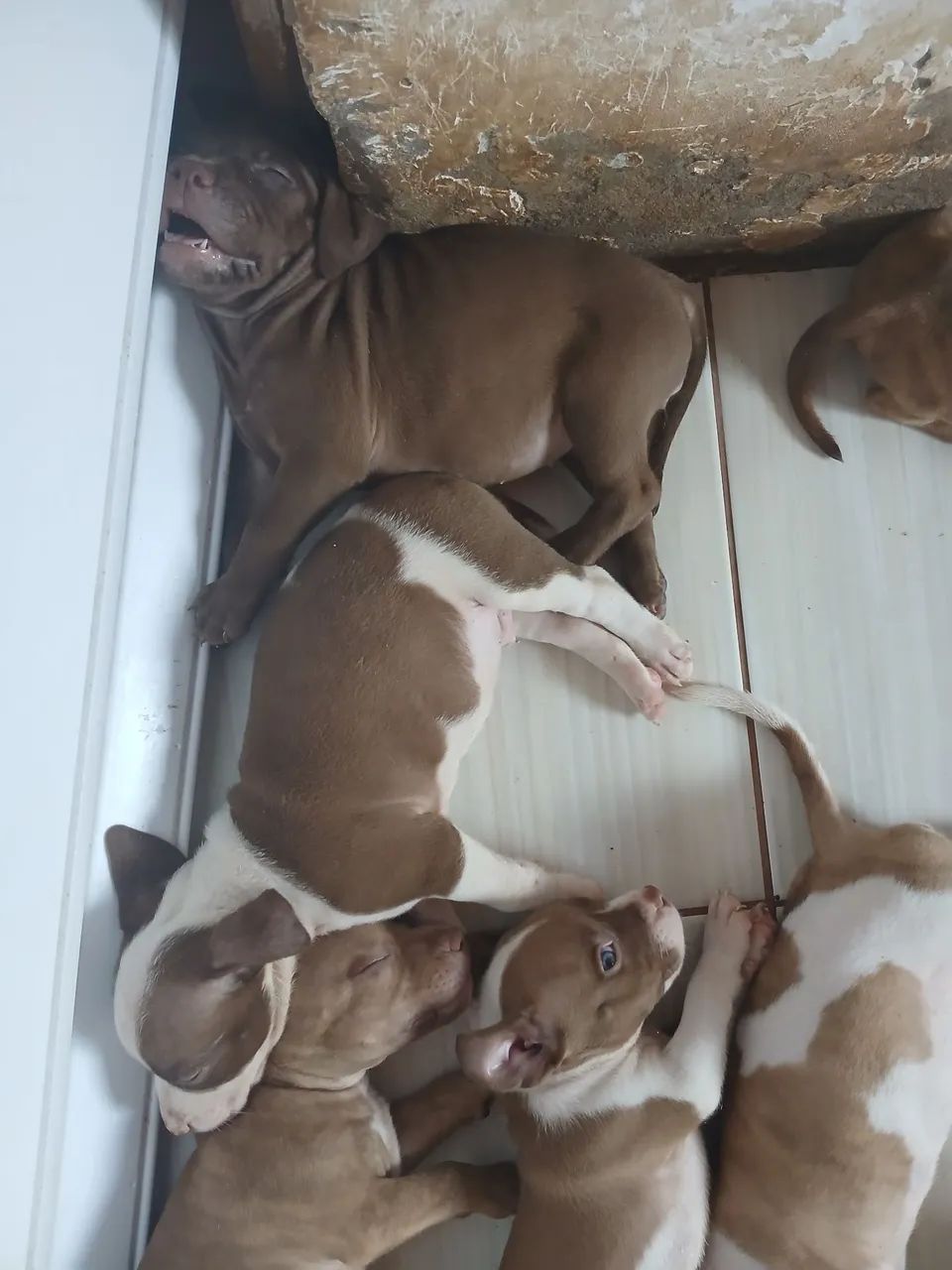 Vendo lindos filhotes de Pitbull com Pit Monster  - Foto 5