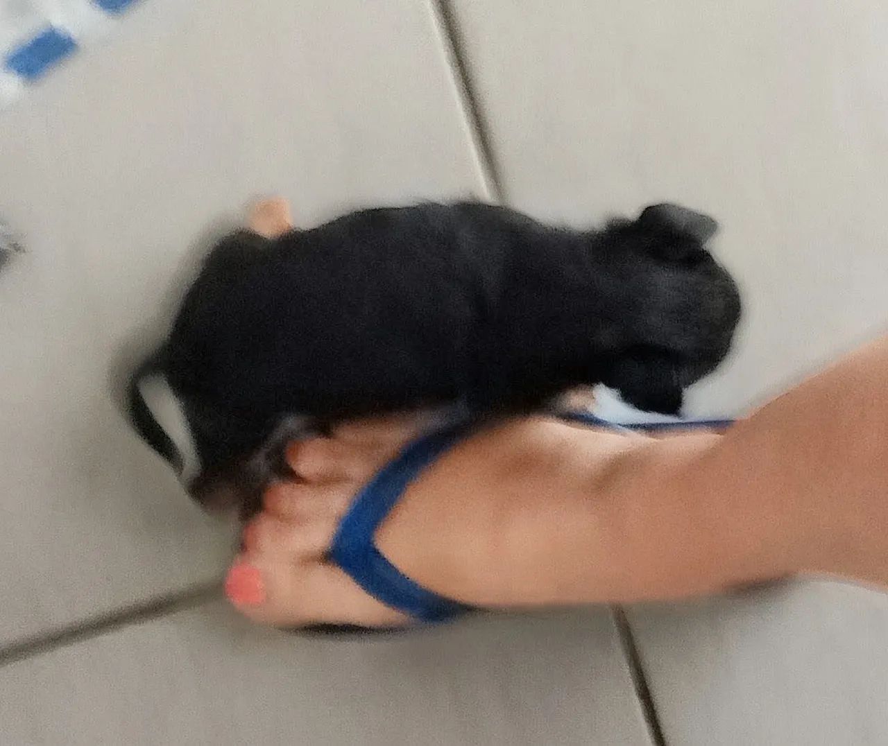 Filhote de  fêmea  miudinha  - Foto 4