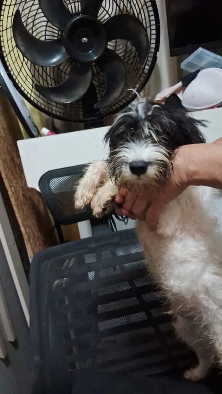 Cachorro poodllee - Foto 2