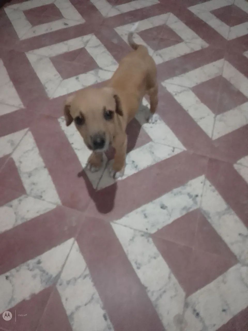 Me adotem!! - Foto 5