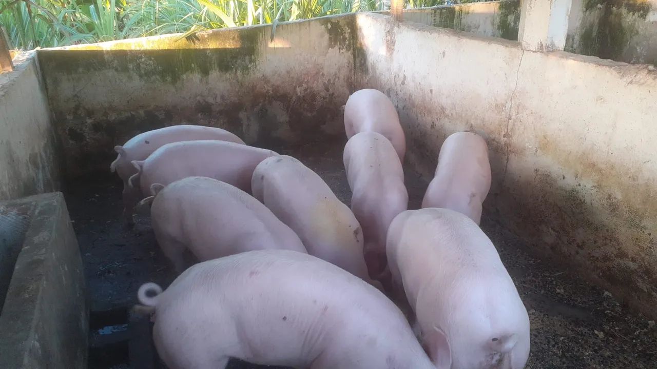 7 Porcos de alta qualidade e preço bom 