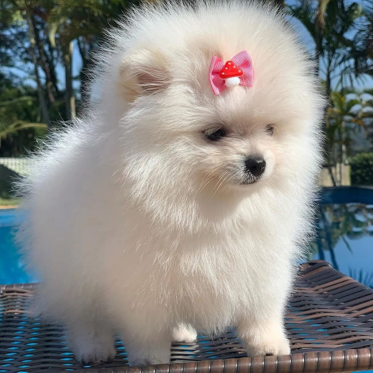 LULU POMERÂNIA com pedigree CBKC  - Foto 4