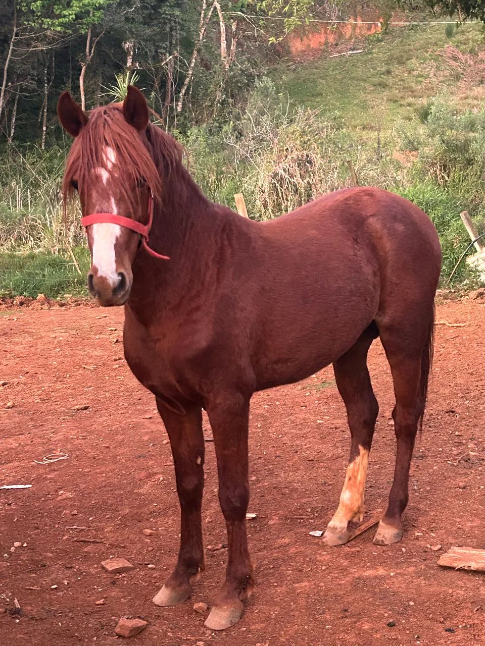 Vendo potro xucro