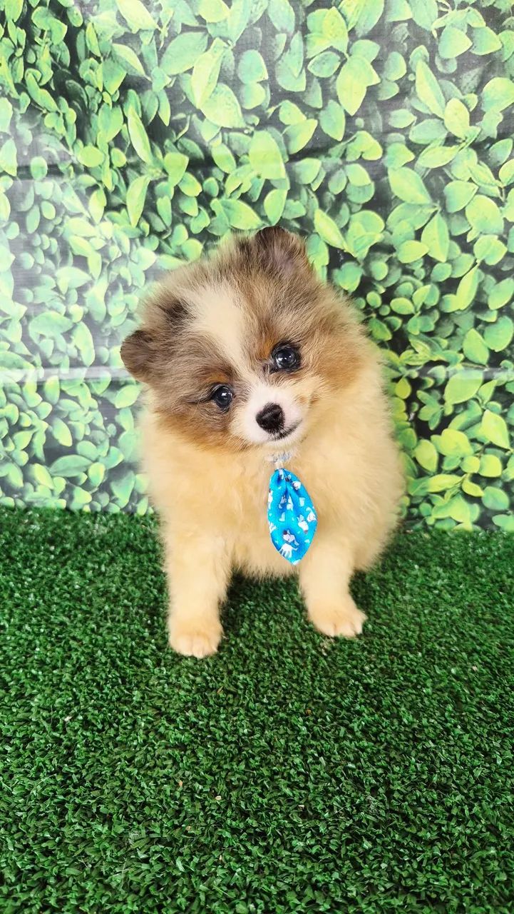 Macho de Spitz Alemao