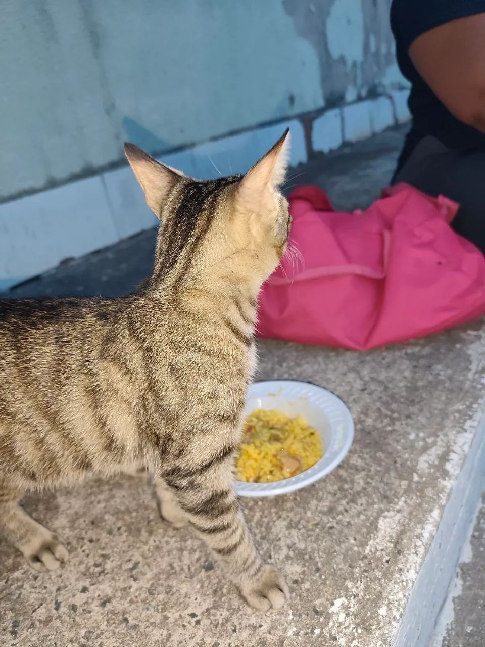 gato dócil para doação  - Foto 3