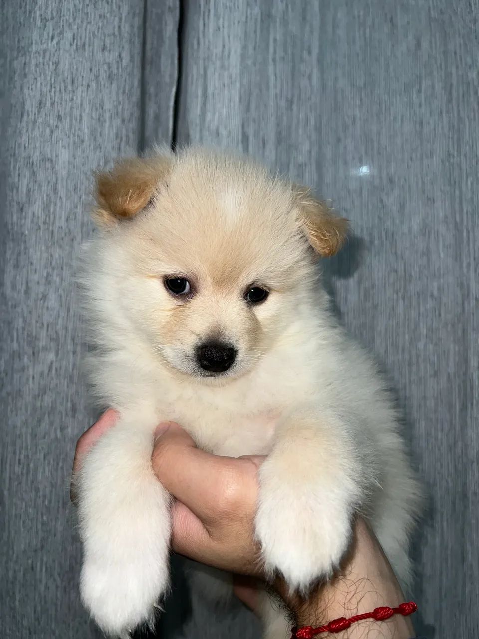 Filhote Spitz alemão  - Foto 4