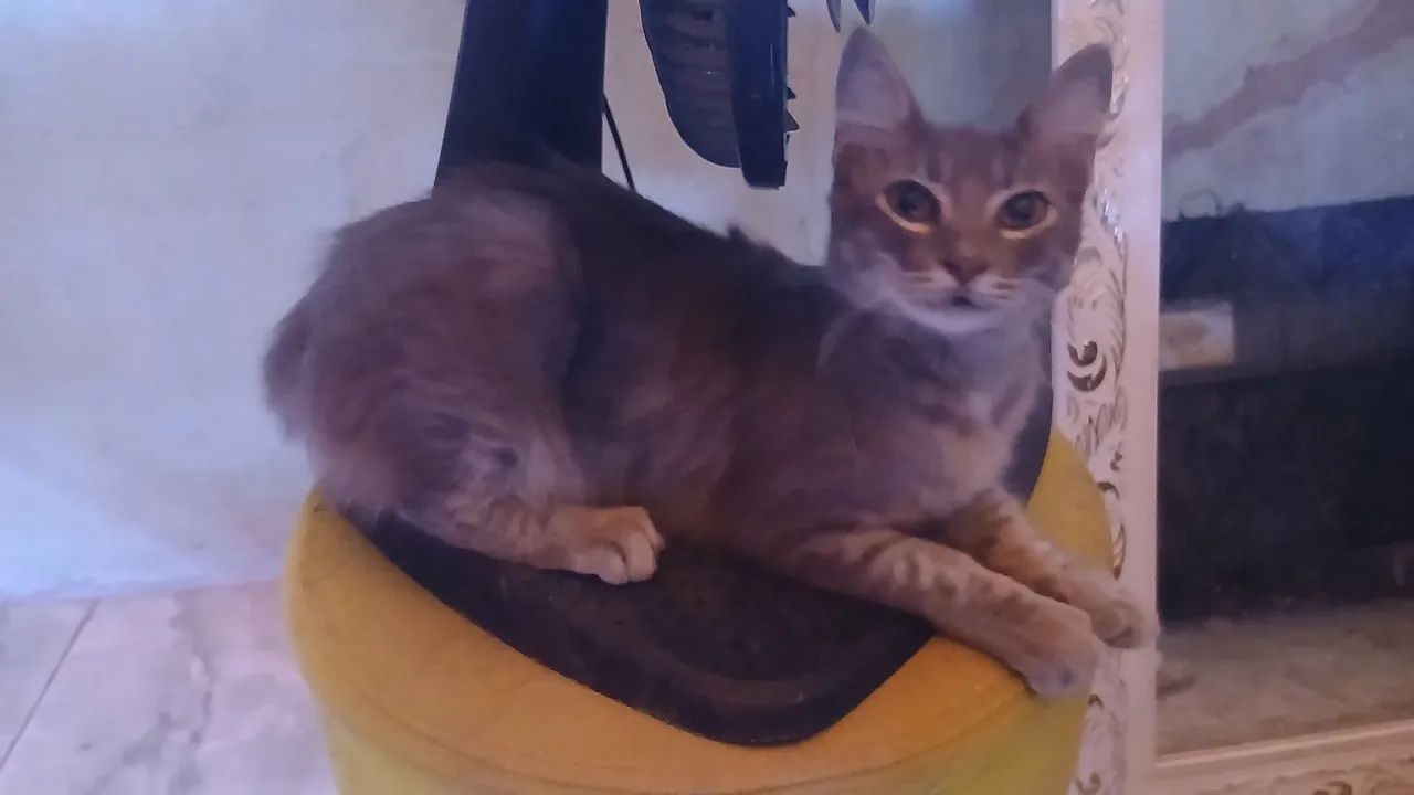 Gato para adoção responsável 