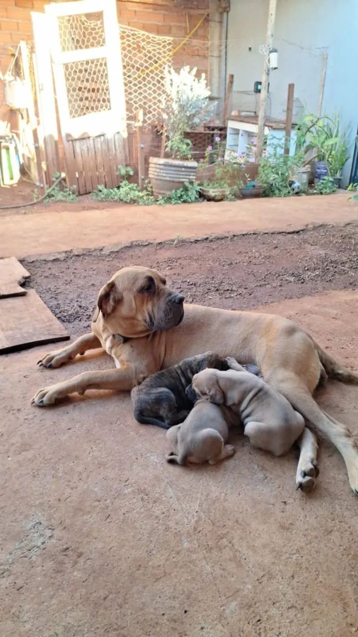 Fila brasileiro  - Foto 3