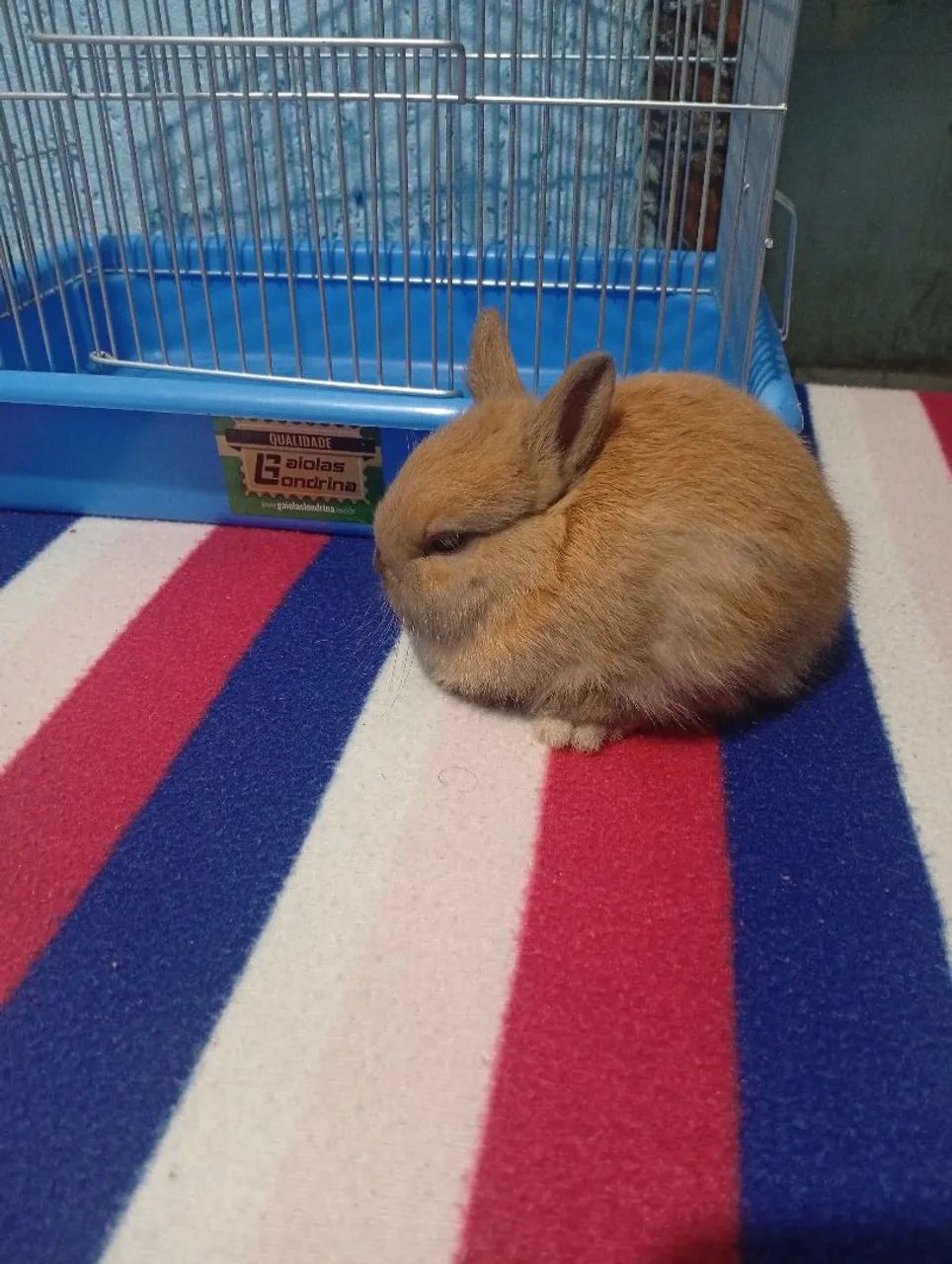 Coelhos Nethelander