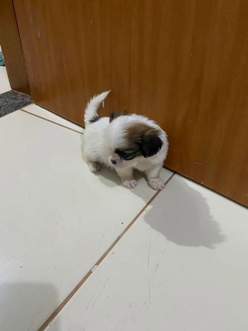 Shitzu  - Foto 4