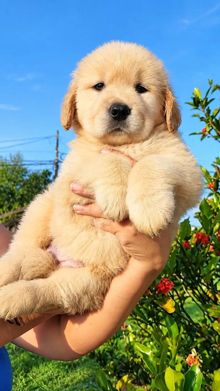 Golden Retriever 