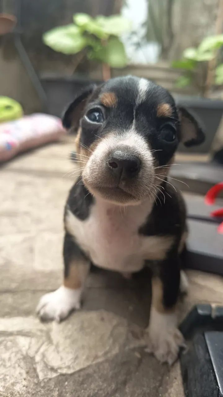 Filhote de Pinscher 