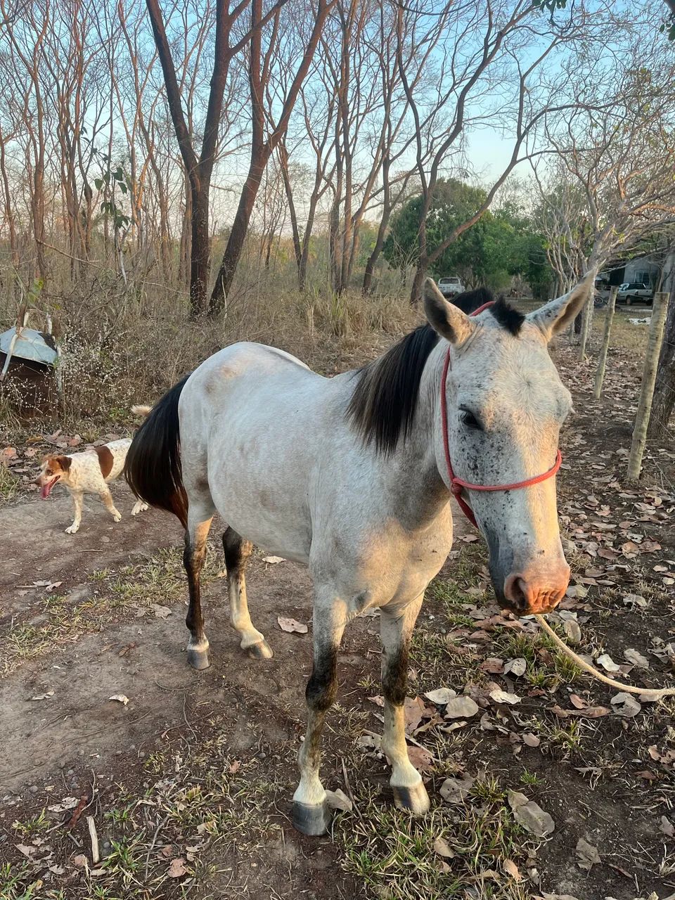 Vendo cavalo manso 