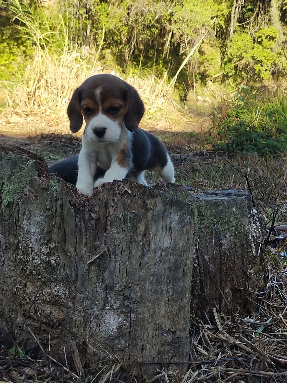 Filhotes de Beagle - Foto 2