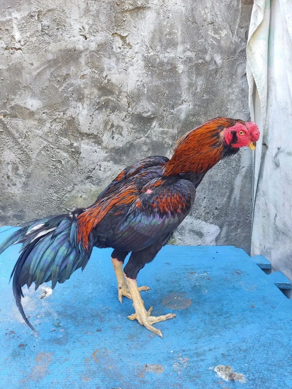 Frango - Foto 3