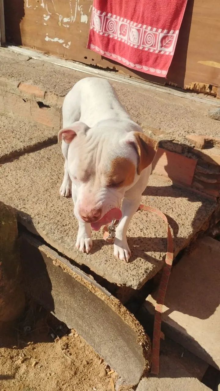 Filhotes de pitbull - Foto 4
