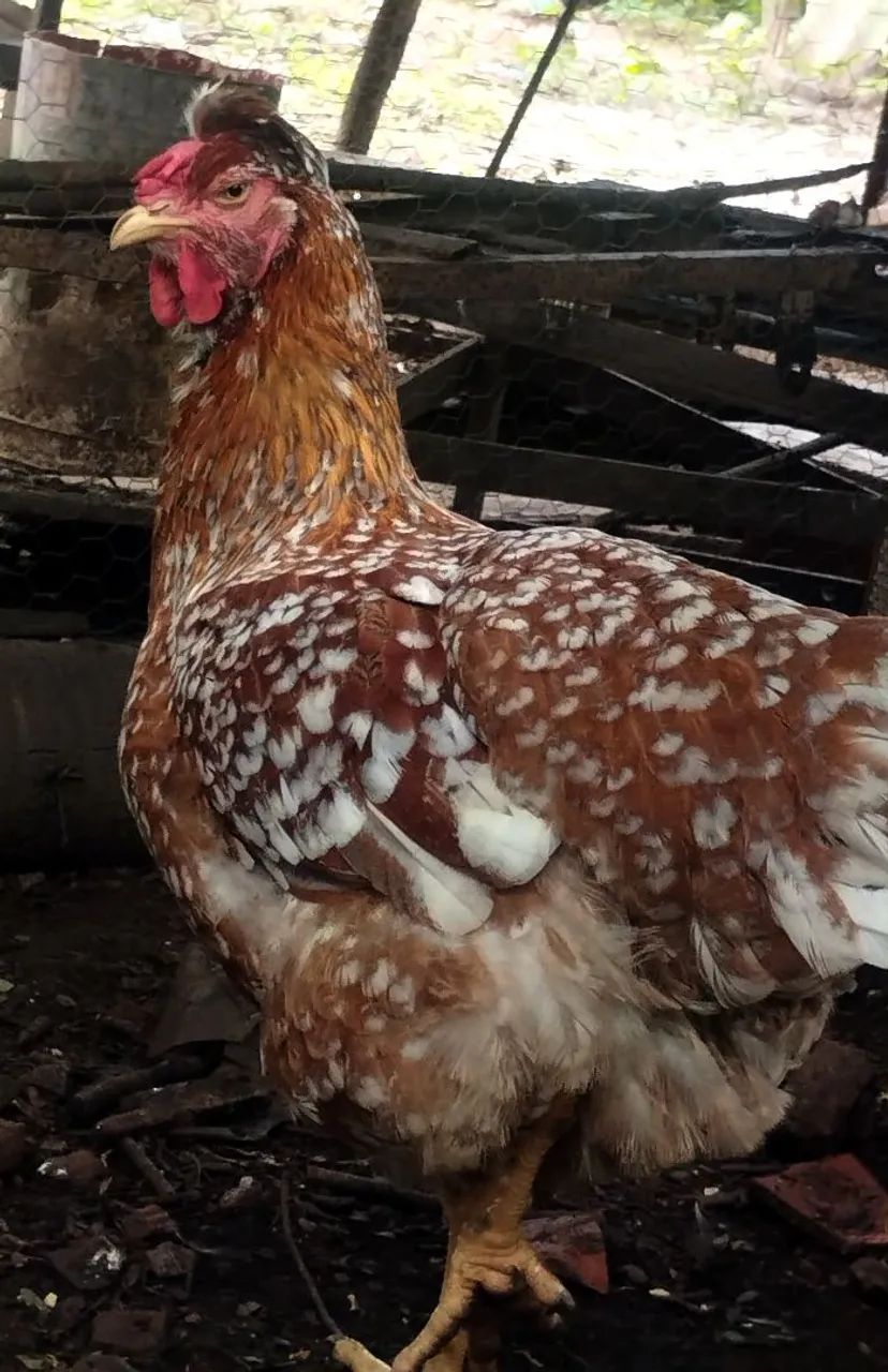 galinha gsb puras. - Foto 4