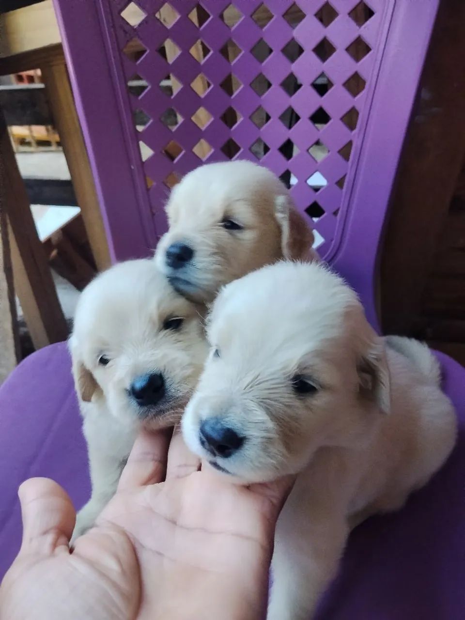 Husky siberiano e Golden - Foto 2