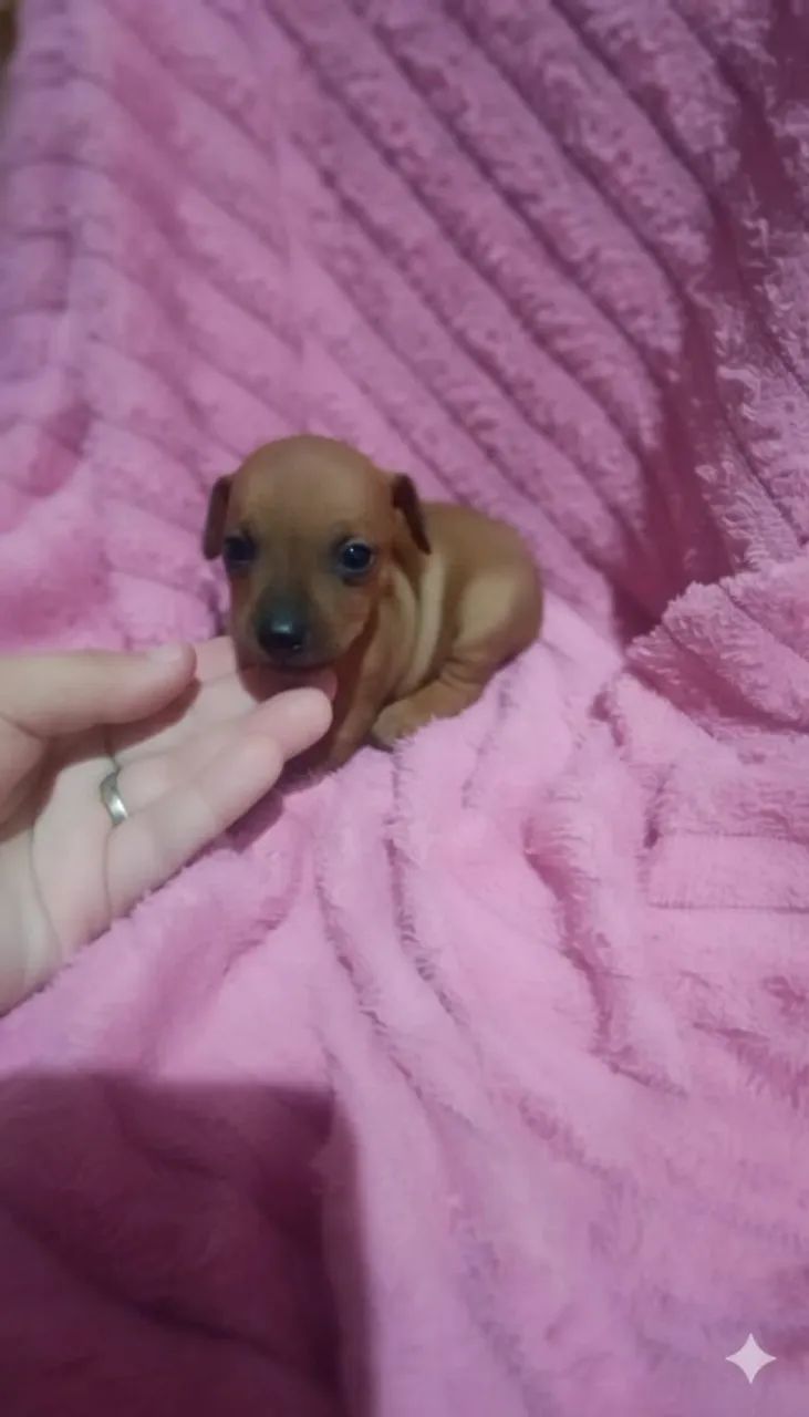Pinscher zero fêmea 