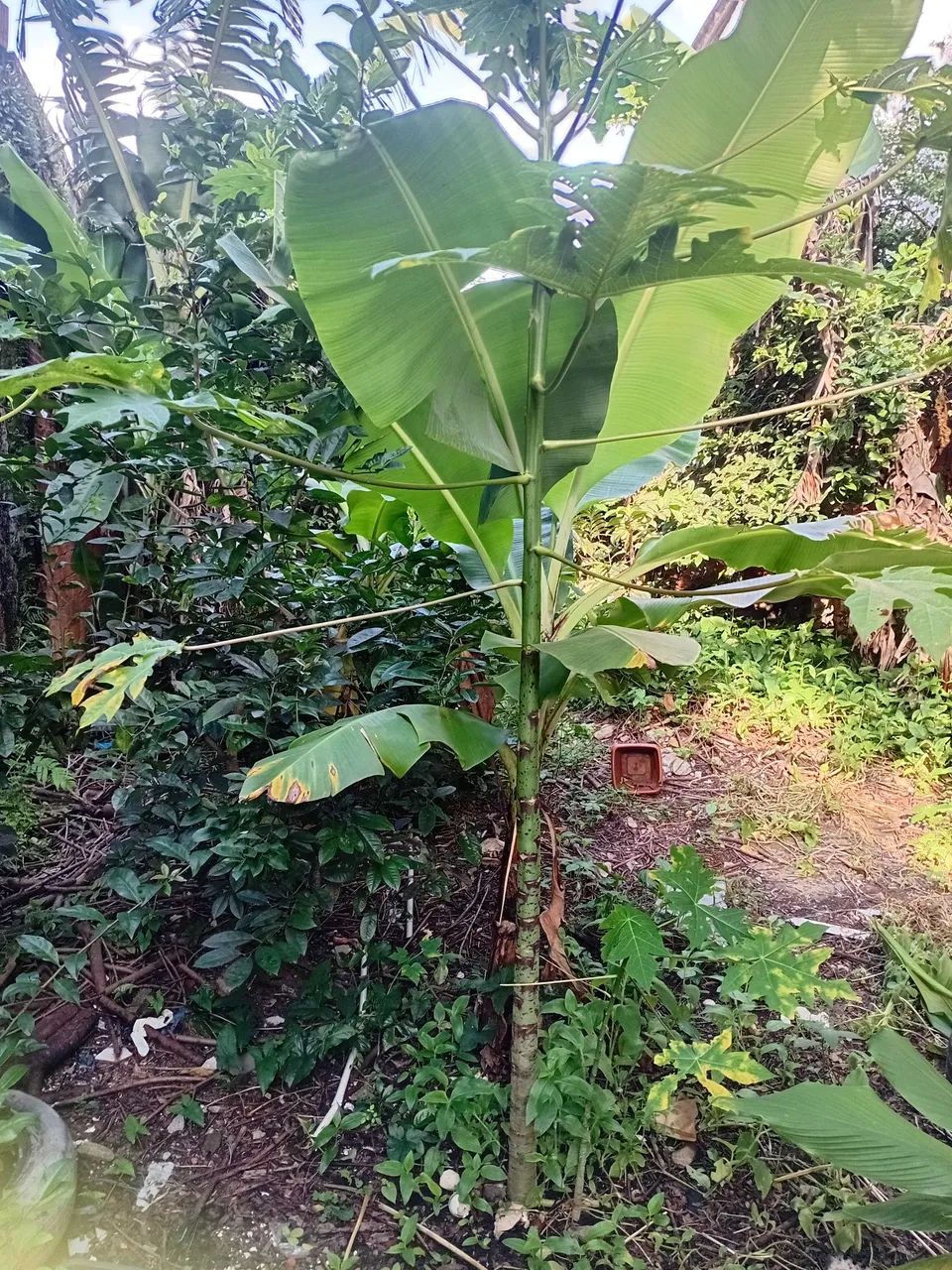 Sobradinho vila aurea  - Foto 3