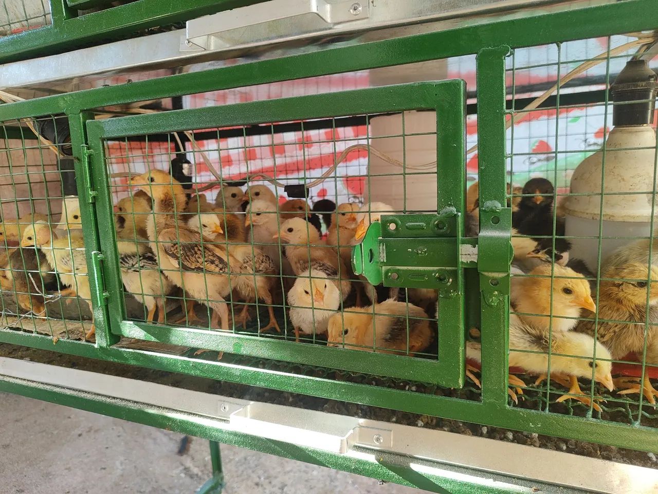 Pintinho caipira puro - Foto 2