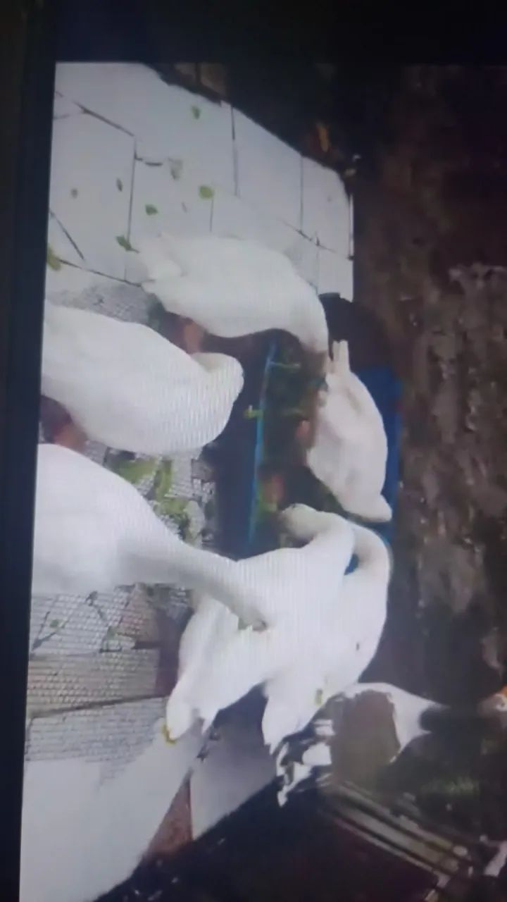 Vendo Gansos fêmea e machos