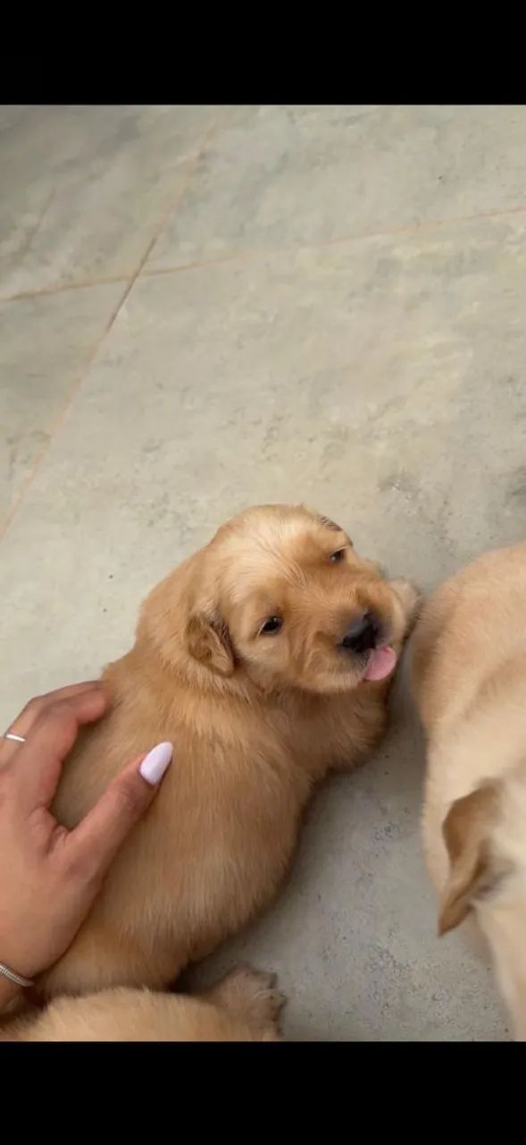 GOLDEN RETRIEVER AVENDA!  - Foto 4