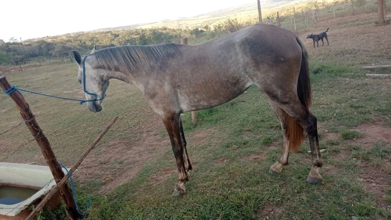 Vendo porda  - Foto 2