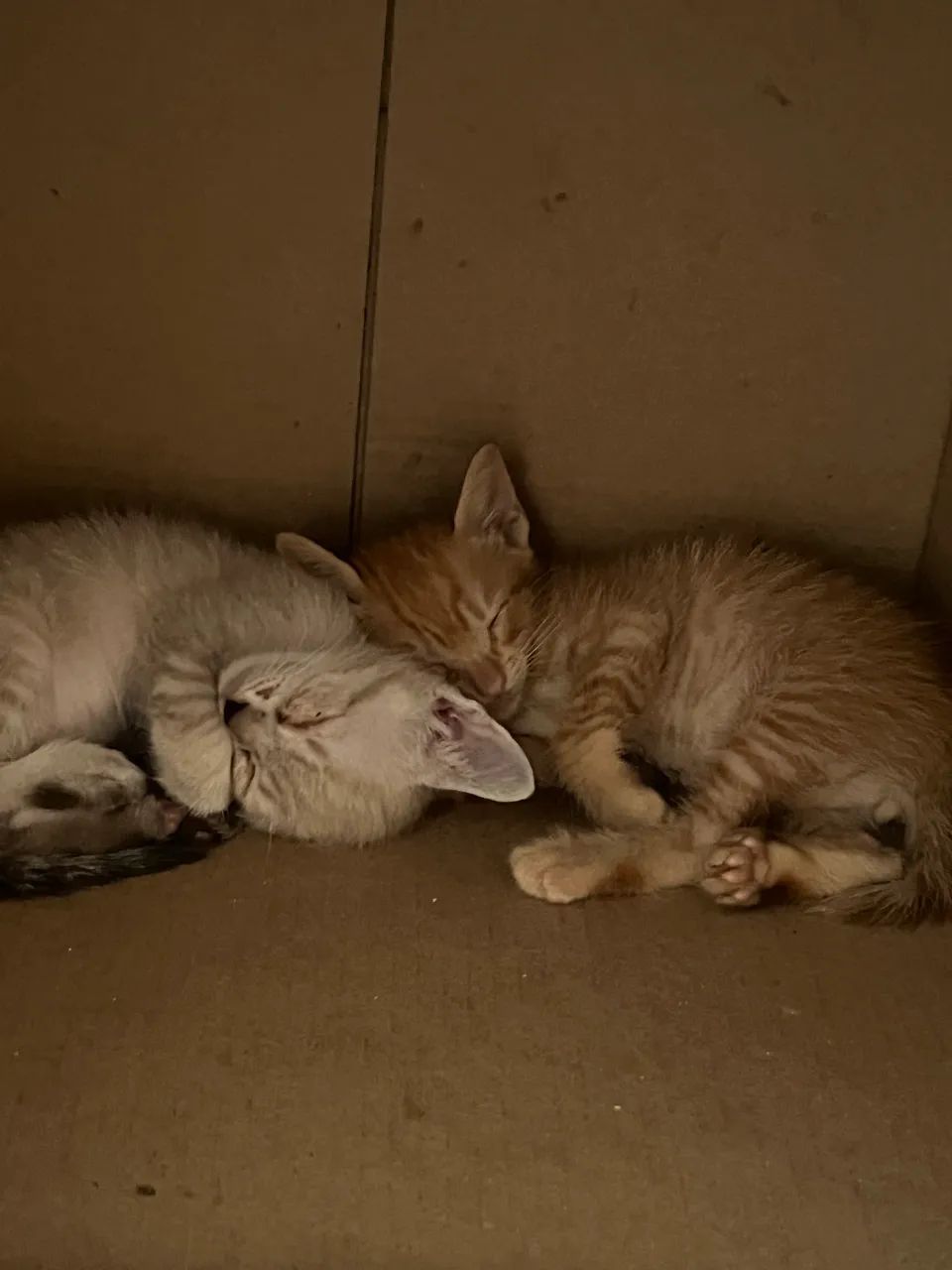 gato para doação - machos  - Foto 3